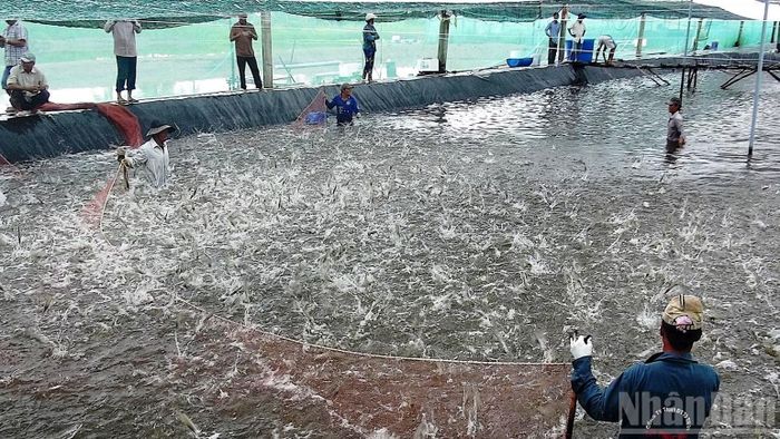 Tại Cà Mau, chỉ có nuôi tôm thâm canh mới đạt năng suất vài chục tấn/ha nhưng chi phí đầu tư khá lớn, chỉ áp dụng cho những nhà nông đủ điều kiện về tài chính và kỹ thuật. (Ảnh: HỮU TÙNG)