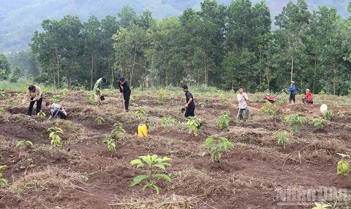 Người dân xã vùng cao Sơn Tây Thượng triển khai mô hình trồng cà phê xứ lạnh. (Ảnh: HIỂN CỪ)