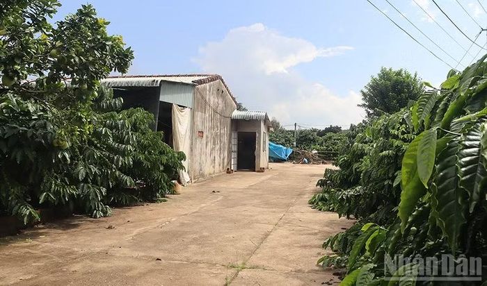 Quảng Ngãi khuyến khích hộ nghèo, hộ cận nghèo phát huy ý chí tự lực, tự cường, chủ động vươn lên thoát nghèo bền vững, hạn chế tư tưởng trông chờ, ỷ lại vào sự hỗ trợ của Nhà nước. (Ảnh: HIỂN CỪ)