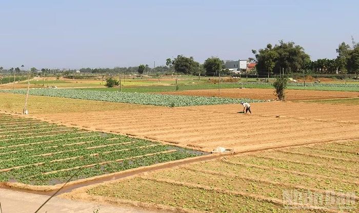 Quảng Ngãi ưu tiên hỗ trợ các hộ nghèo, hộ cận nghèo có khả năng lao động tiếp cận các mô hình sản xuất, cây trồng, vật nuôi phù hợp với điều kiện thực tế. (Ảnh: HIỂN CỪ)