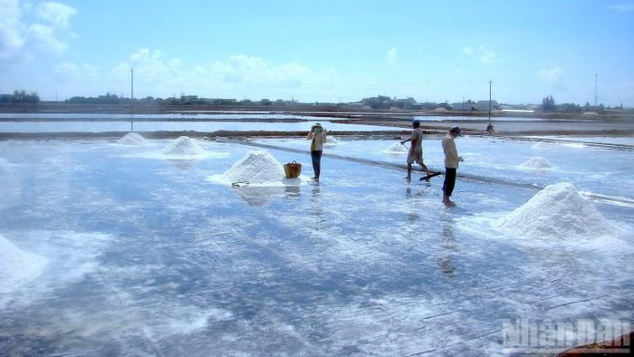 Diêm dân Cà Mau thu hoạch muối trên mô hình trải bạt, góp phần nâng cao năng suất, chất lượng hạt muối và gia tăng thu nhập. (ảnh HỮU TÙNG).