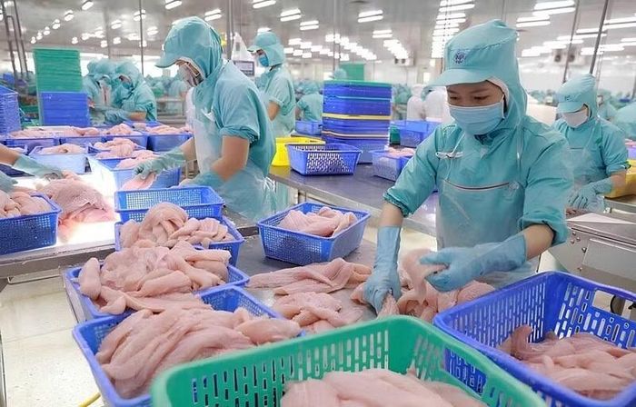 Cá tra đang có cơ hội mở rộng thị trường xuất khẩu sang Liên minh châu Âu (EU) và Trung Đông. (Ảnh: HỒNG LAN)