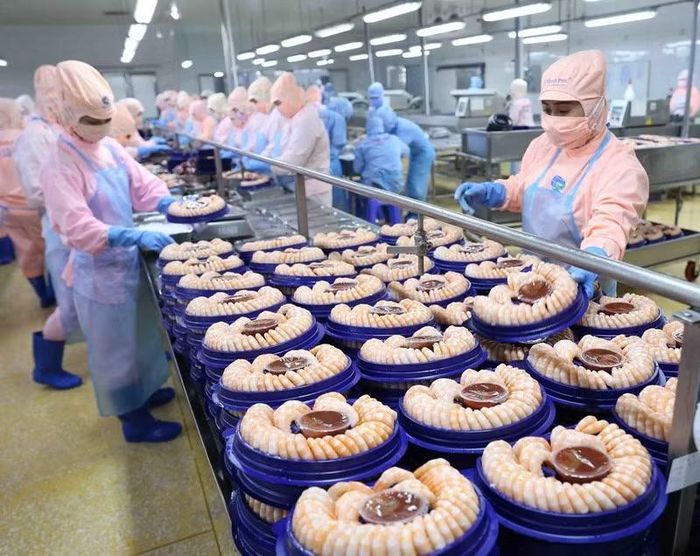 Dù phải chịu nhiều loại thuế, các sản phẩm tôm chế biến sâu, giàu giá trị gia tăng của Việt Nam vẫn tìm thấy cơ hội tại thị trường Mỹ. (Ảnh: VŨ SINH)