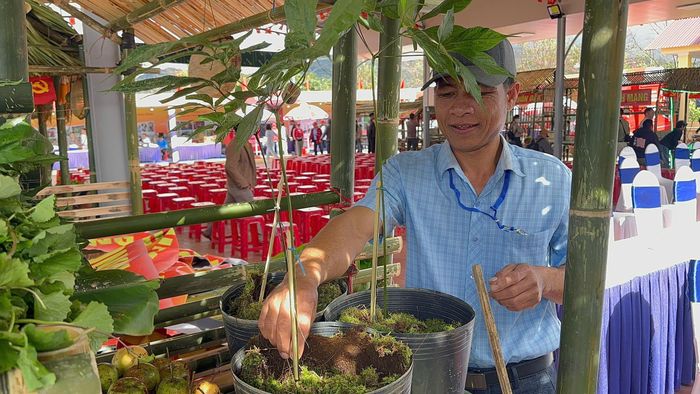 Cây sâm được trưng bày tại gian hàng ở lễ hội