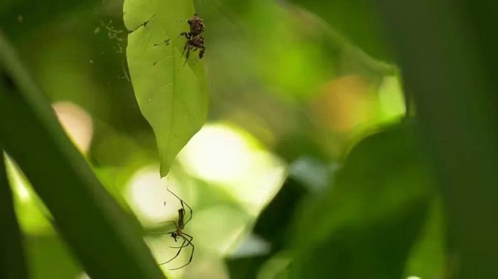 Nhện Portia fimbriata đang săn một con nhện giăng lưới. Việc chúng cần ngủ bù sau khi bị quấy rầy cho thấy giấc ngủ có thể đóng vai trò quan trọng đối với hoạt động của cơ thể, tương tự con người.