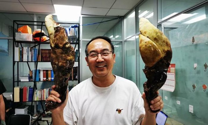 Một thành viên của nhóm nghiên cứu từ Viện Thực vật Côn Minh thuộc Viện Hàn lâm Khoa học Trung Quốc chụp ảnh lưu niệm với loài Dianjunus rex.
