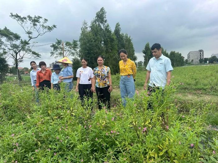 Mô hình trồng Ngọc bảo thổ nhân sâm rộng hơn 4ha của chị Nguyễn Thị Yến ở thôn Yên Lãng, xã Yên Trung (TP Bắc Ninh).