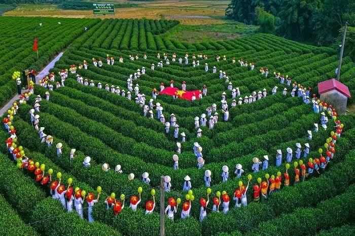 Các đại biểu sẽ có cơ hội tham quan vùng chè Tân Cương, tìm hiểu nghệ thuật chế biến và thưởng trà. (Nguồn: Sở Văn hóa Thể thao và Du lịch Thái Nguyên)