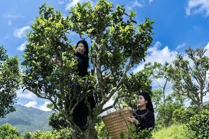 Các cô gái Nùng thu hoạch chè. (Nguồn: Sở Văn hóa Thể thao và Du lịch Thái Nguyên)