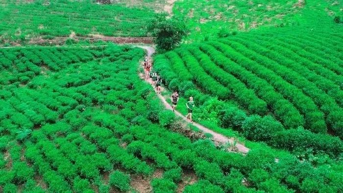  Cung đường chạy qua những nương chè xanh mát. (Nguồn: Trung tâm Khai thác, Xúc tiến phát triển du lịch tỉnh Thái Nguyên) 