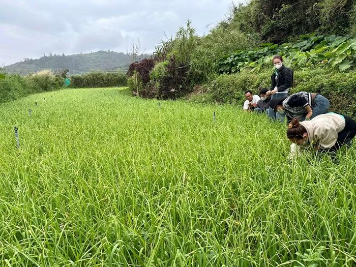 Vùng trồng tỏi tại Lý Sơn. Ảnh: DR