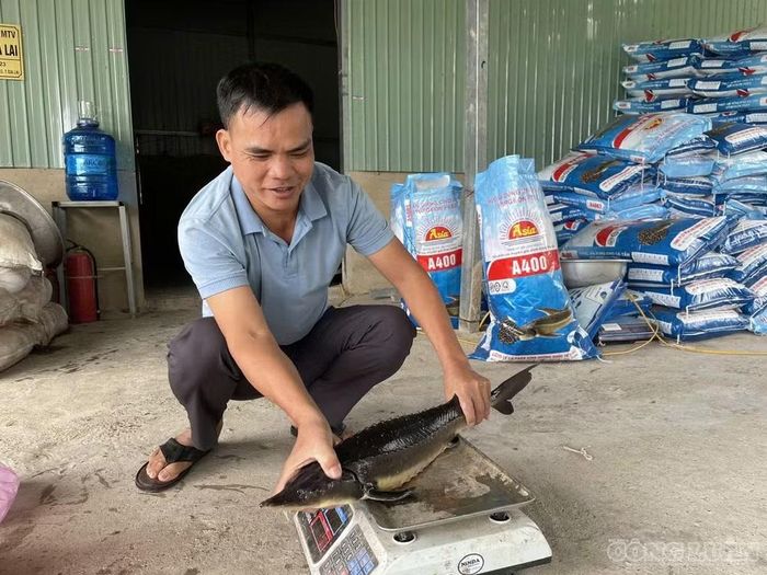 Sau hơn một năm triển khai, anh Dũng đã xuất bán hơn 30 tấn cá thương phẩm, thu lợi nhuận trên 1 tỷ đồng sau khi trừ chi phí