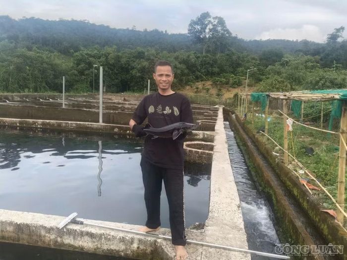 Hiện anh Đạt bán cá tầm thương phẩm với giá 130.000-150.000 đồng/kg
