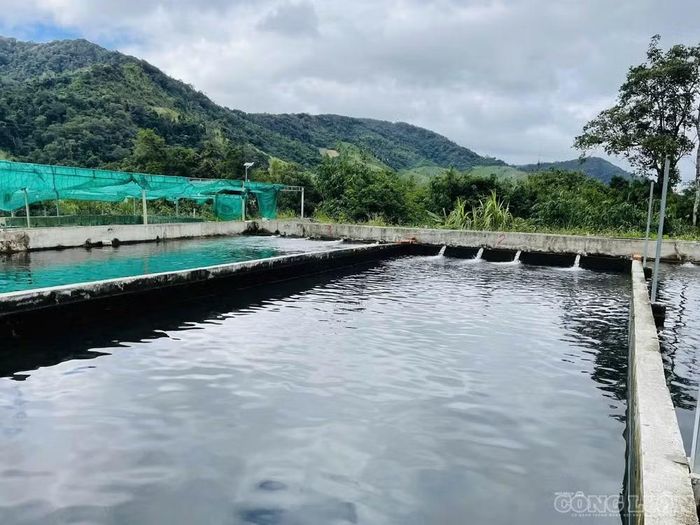 Cá tầm là loài thủy sản khá khó tính, chỉ sinh trưởng tốt trong môi trường nước sạch, nhiệt độ duy trì ở mức 19-24 độ C