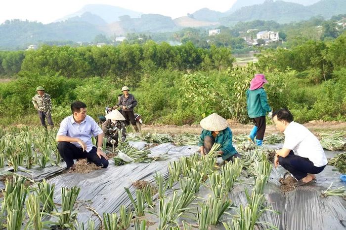 Cây dứa mật ở xã Sơn Dương. Ảnh: TH