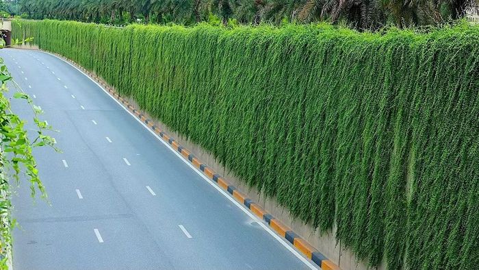 Trước đợt thí điểm này, khu vực hầm chui Trung Hòa (đoạn nối đường Trần Duy Hưng với Đại lộ Thăng Long) cũng từng được phủ xanh với những dải cúc tần Ấn Độ rủ dọc theo thành hầm, góp phần tạo điểm nhấn cảnh quan cho cửa ngõ Thủ đô.