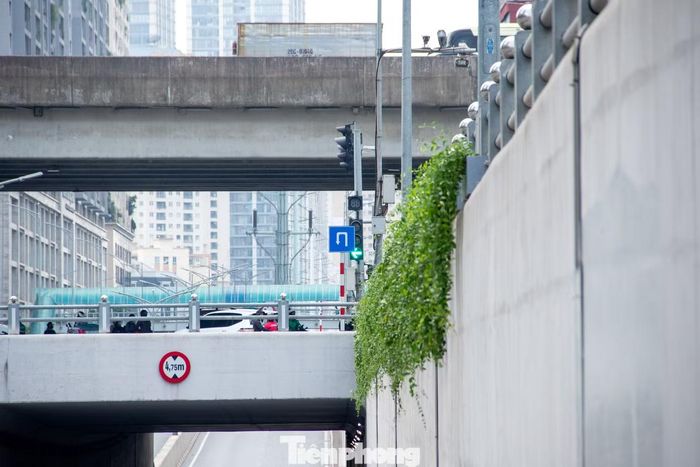 Trong khi đó, khu vực hầm chui Lê Văn Lương – Tố Hữu, các chậu cây được bố trí thành từng cụm dọc mép trên thành hầm, chạy dài khoảng 300 m phía dưới hệ thống lan can.
