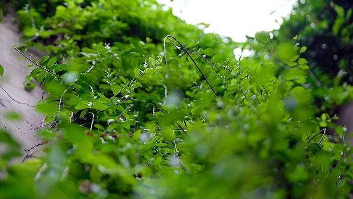 Sau nhiều năm trồng, những dải cúc tần Ấn Độ nay đã phát triển xanh tốt, buông rủ dọc thành hầm chui Trung Hòa tạo mảng xanh mềm mại cho công trình.
