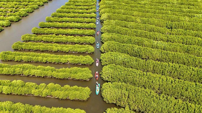 Phát triển tín chỉ carbon được kỳ vọng tạo thêm nguồn lực tài chính phục vụ công tác bảo vệ và phát triển rừng.