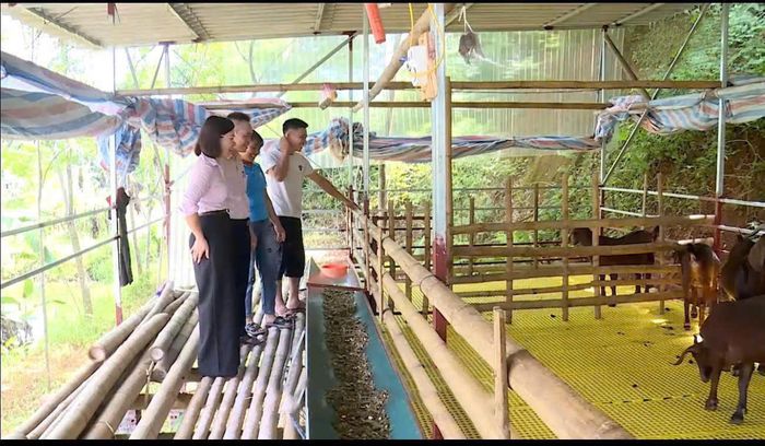 Nhiều mô hình sản xuất hiệu quả ở vùng sơn cước Tân Sơn nhờ sự tiếp sức của nguồn vốn tín dụng chính sách