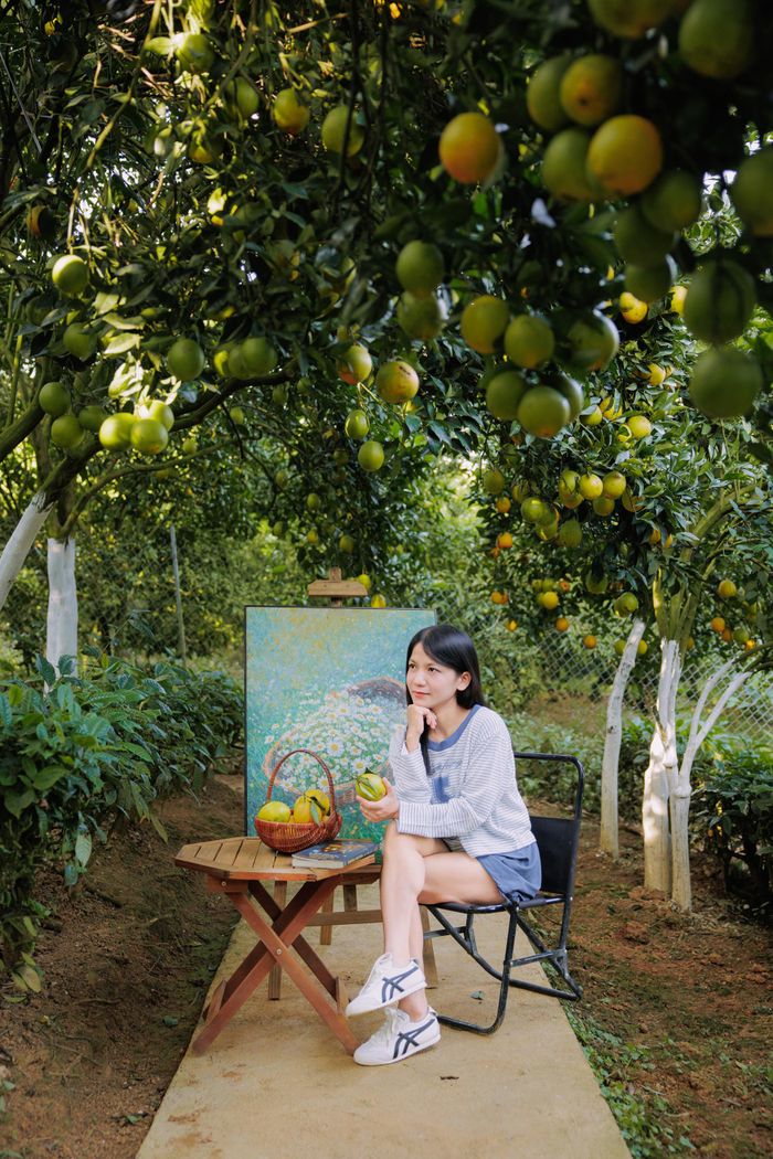 Vườn cam sai trĩu, chín mọng 