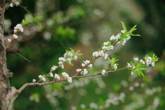 Hoa mận ở Mộc Châu năm nay được nhận xét là nở đều và dày. Những chùm hoa trắng muốt bung nở sớm, tỏa sắc tinh khôi 