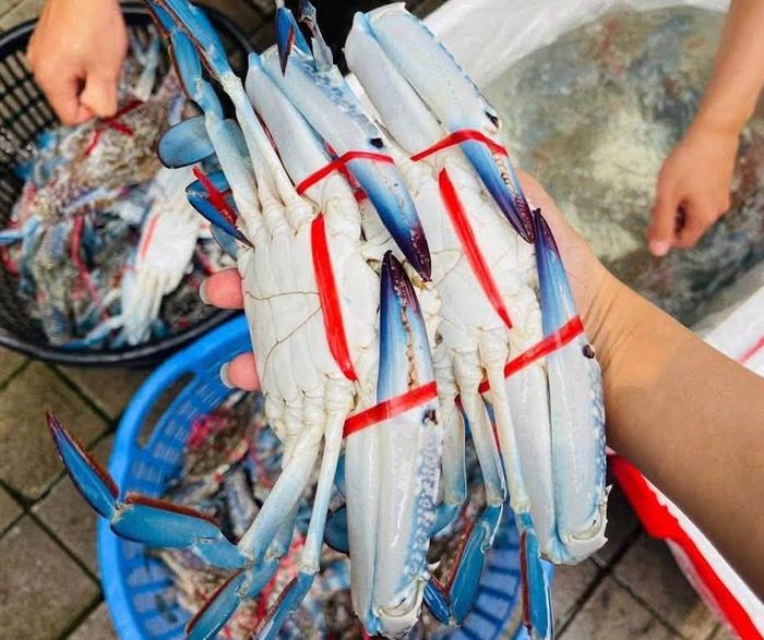 Bạn nên lựa chọn mua cua ghẹ còn tươi sống. Ảnh: Minh Hùng