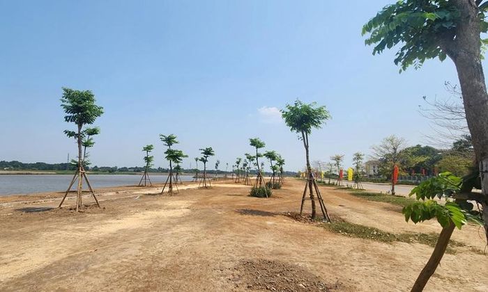 Một dự án trồng và chăm sóc cây xanh tại huyện Gio Linh (cũ) do Công ty của Nguyễn Công Minh trúng thầu. Ảnh: Minh Tân