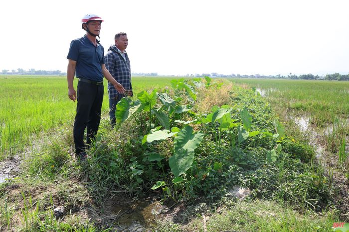 Tại xã Đông Kinh, công tác điều tiết nước khi thực hiện dự án có nhiều khó khăn do hạ tầng thủy lợi chưa đồng bộ.