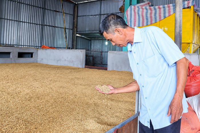 HTX Thương mại dịch vụ nông nghiệp Hạ Vàng (xã Can Lộc) không duy trì được diện tích liên kết sản xuất lúa do nhiều nguyên nhân.
