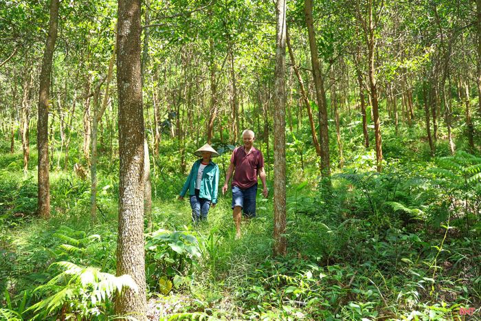 Chị Phạm Hồng Lê (người áo xanh, thôn Hà Chuông, xã Sơn Tây) mong muốn chuyển đổi sang trồng rừng theo tiêu chuẩn FSC, song vẫn còn băn khoăn do phải kéo dài chu kỳ khai thác rừng sản xuất lên 7 - 8 năm, ảnh hưởng đến nguồn thu nhập của gia đình.