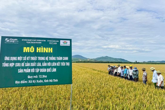 Chỉ mới có 37/69 địa phương có mô hình liên kết chuỗi giá trị với Công ty TNHH Tập đoàn Quế Lâm.