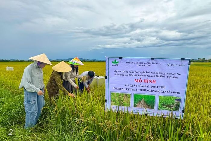 Nông dân Hà Tĩnh hiện vẫn chủ yếu áp dụng phương pháp gieo thẳng trong sản xuất lúa với lượng giống sử dụng còn cao (ảnh 1). Mô hình sản xuất lúa giảm phát thải đã được triển khai, song việc đo đạc, xác minh kết quả giảm phát thải và hoàn thiện các điều kiện để hình thành tín chỉ carbon vẫn đang trong quá trình thực hiện, chưa tạo thêm nguồn thu từ thị trường carbon cho người sản xuất (ảnh 2).