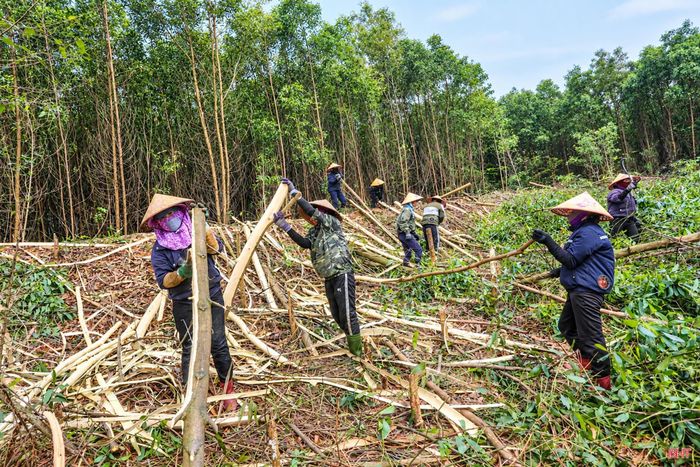  Rừng trồng nguyên liệu hiệu quả còn thấp, sản lượng khai thác khoảng 605.000 m3/năm, thu nhập 60 - 70 triệu đồng/ha (trong 5 năm), chủ yếu là rừng gỗ nhỏ. 