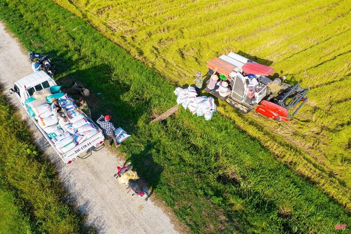 Công ty CP Hòa Lạc IEC đã từng triển khai liên kết với Tổ hợp tác sản xuất lúa hữu cơ thôn Bình Quang (xã Cẩm Bình cũ) sản xuất lúa ST25 trên diện tích 5 ha. Ảnh Hương Thành - ảnh tư liệu.