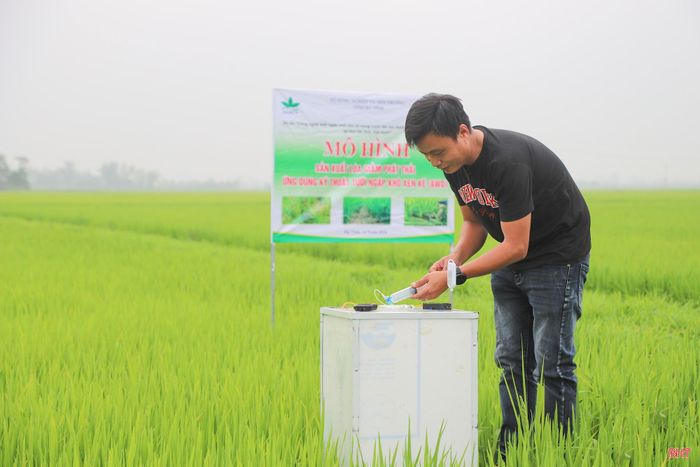 Vụ xuân và hè thu năm 2026, toàn tỉnh có hơn 8.440 ha lúa thuộc 15 phường, xã tham gia dự án AWD.