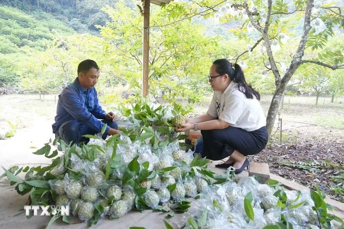 Người dân thu hoạch na gối vụ. (Ảnh: Tiến Vĩnh/TTXVN)