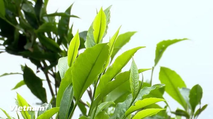 Theo người dân ở Phình Hồ, chè muốn ngon phải được hái lúc vẫn còn hơi sương. (Nguồn: Vietnam+)