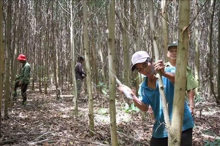 Cân bộ Hạt Kiểm lâm huyện M'Đrắk, tỉnh Đắk Lắk, hướng dẫn bà con dân tộc thiều số tía cành khô, dọn thực bì để phòng chống cháy rừng. (Ảnh: Anh Dũng/TTXVN)