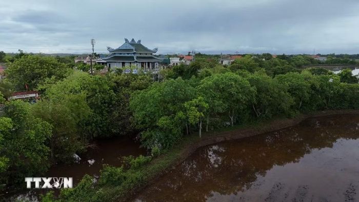 Những hàng cây cổ thụ không chỉ tạo nên cảnh quan riêng mà còn gắn với ký ức và ý thức gìn giữ quê hương của nhiều thế hệ làng Siêu Quần. (Ảnh: Mai Trang/TTXVN)