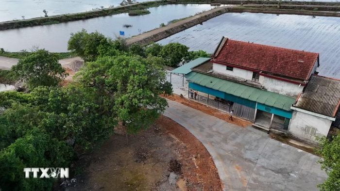 Dù lộc vừng cổ thụ được hỏi mua với mức giá lên đến hàng tỷ đồng nhưng người dân làng Siêu Quần vẫn giữ nguyên quan điểm không bán rừng cây. (Ảnh: Mai Trang/TTXVN)