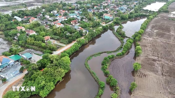 Hàng lộc vừng cổ thụ hàng trăm năm tuổi bên dòng sông Ô Lâu. (Ảnh: Mai Trang/TTXVN)