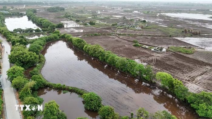 Rừng lộc vừng trăm tuổi tại làng cổ bên dòng Ô Lâu. (Ảnh: Mai Trang/TTXVN)
