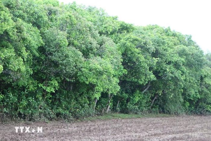 Khả năng thích nghi với môi trường ngập nước giúp cây lộc vừng phù hợp với điều kiện tự nhiên vùng hạ lưu sông Ô Lâu. (Ảnh: Mai Trang/TTXVN)