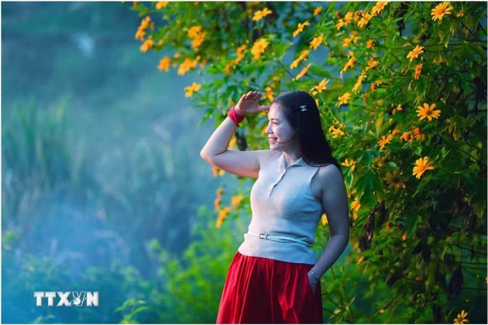 Cuối tháng 10 đến tháng 11 hàng năm là thời điểm hoa dã quỳ thường nở rộ, nhuộm vàng những triền đồi, cung đường ở nhiều vùng miền núi Nghệ An, thu hút du khách. (Ảnh: Võ Khánh/TTXVN)