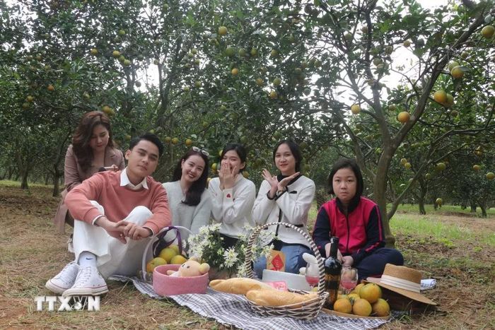 Vườn cam trở thành điểm đến tận hưởng khoảnh khắc thư giãn và trải nghiệm cho nhiều bạn trẻ. (Ảnh: Bích Huệ/TTXVN)