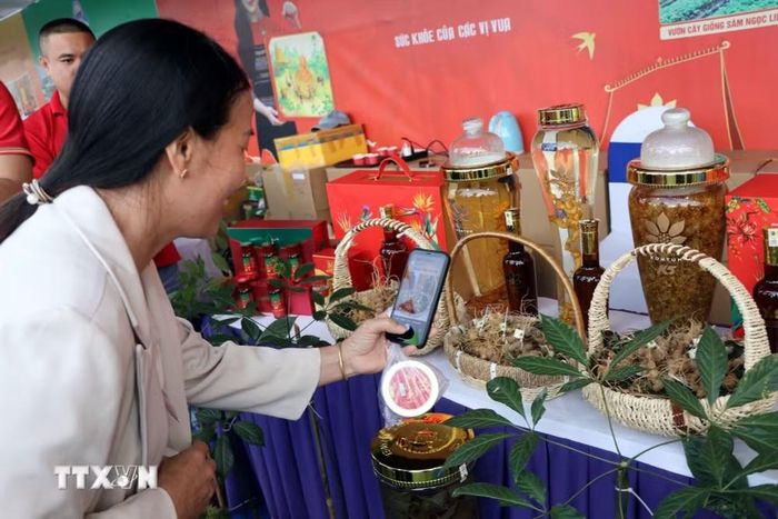Du khách thích thú tham quan các gian hàng giới thiệu sâm Ngọc Linh tại lễ hội. (Ảnh: Cao Nguyên/TTXVN)