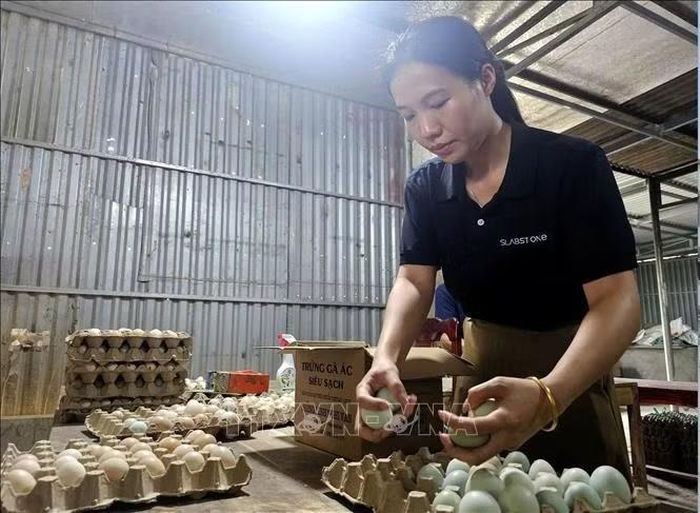 Sản phẩm trứng gà ác của anh Nguyễn Hữu Thắng, xã Văn Kiều (tỉnh Nghệ An) đã đạt chứng nhận OCOP, giá bán cao hơn mặt bằng chung nhưng lúc nào cũng rơi vào tình trạng “cháy hàng”.