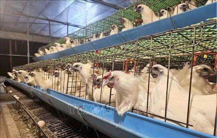 Trang trại nuôi gà ác của anh Nguyễn Hữu Thắng, xã Văn Kiều (tỉnh Nghệ An) có 40.000 con gà ác cho thu nhập hàng tỷ đồng mỗi năm.