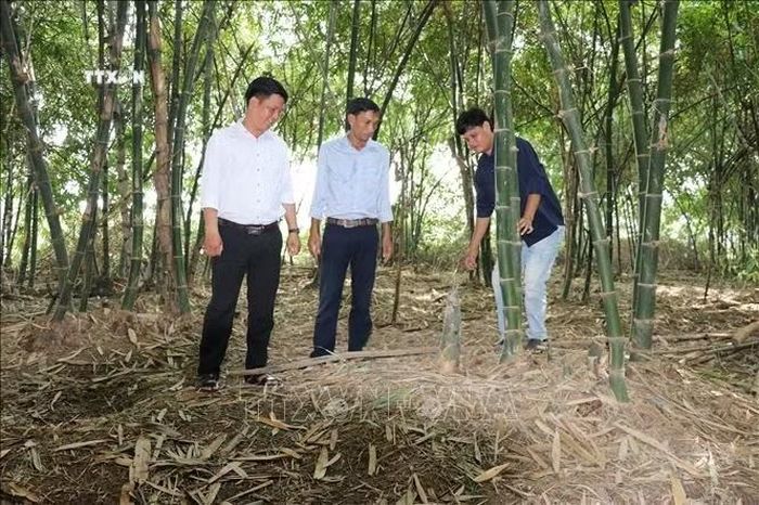 Cán bộ Mặt trận Tổ quốc xã Phú Thành, tỉnh Đồng Tháp khảo sát “Trồng tre Tứ Quý lấy măng”. Ảnh: Hữu Chí/TTXVN